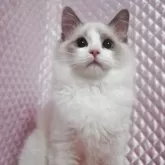 ラグドール【静岡県・女の子・2025年8月7日・ブルーポイントバイカラー】の写真6