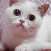 エキゾチックショートヘア【静岡県・男の子・2025年3月1日・クリーム&ホワイト】の写真6