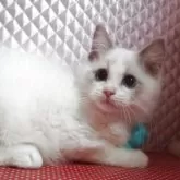 ラグドール【静岡県・男の子・2025年8月5日・ブルーポイントバイカラー】の写真6