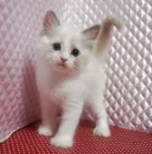 ラグドール【静岡県・女の子・2025年8月7日・ブルーポイントバイカラー】の写真8