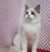 ラグドール【静岡県・女の子・2025年8月7日・ブルーポイントバイカラー】の写真9