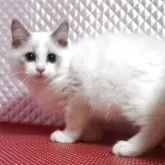 ラグドール【静岡県・男の子・2025年8月5日・ブルーポイントバイカラー】の写真9