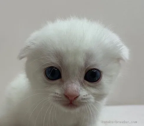 ID:2102-00634の子猫