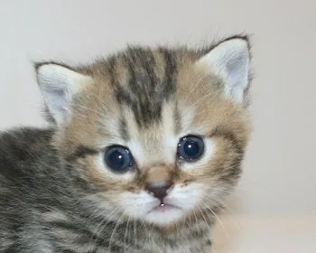 ID：1810-01186の子猫