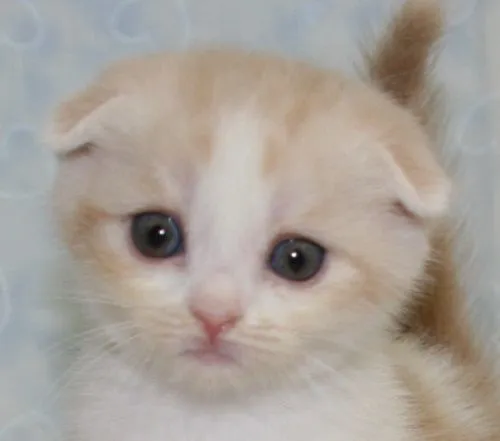 ID：1506-00283の子猫