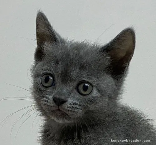 まいきち 様のお迎えした子猫