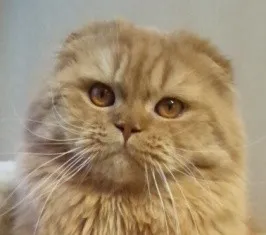 ID:1302-00050の子猫