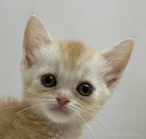 マンチカン(短足)【千葉県・女の子・2021年7月7日・レッドタビー】の写真1