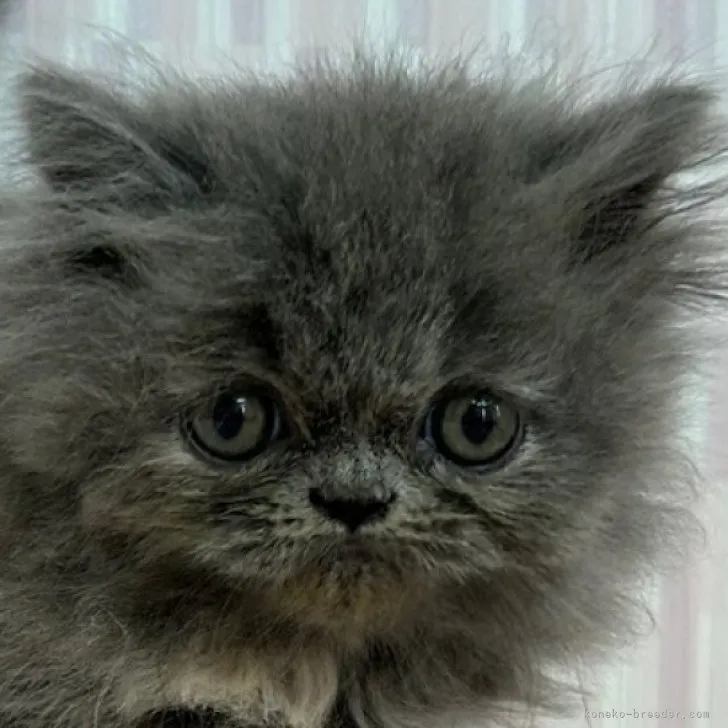 ID:2306-00347の子猫