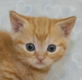 ID：1303-00006の子猫