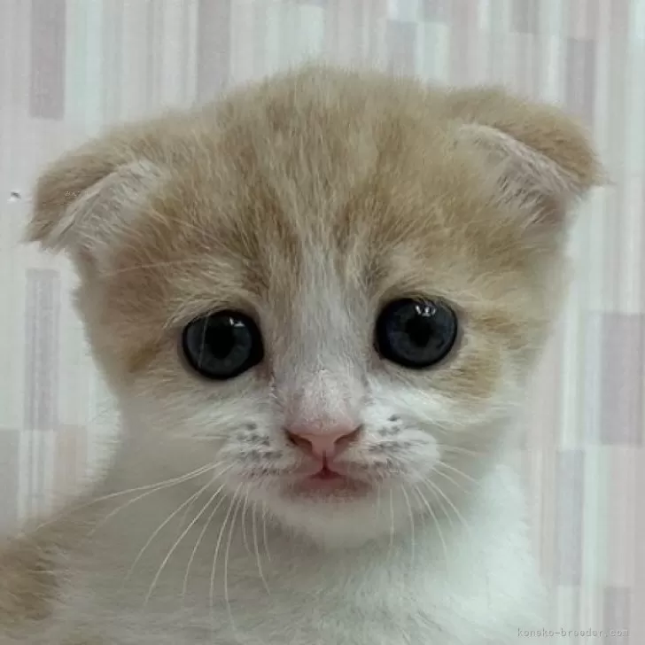 ID:2406-00569の子猫