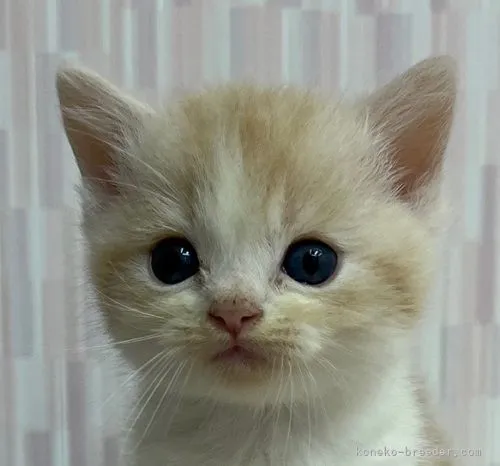 ID:2206-00069の子猫