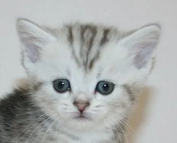 ID：1805-00119の子猫