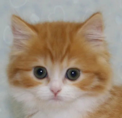 ID:1505-00345の子猫