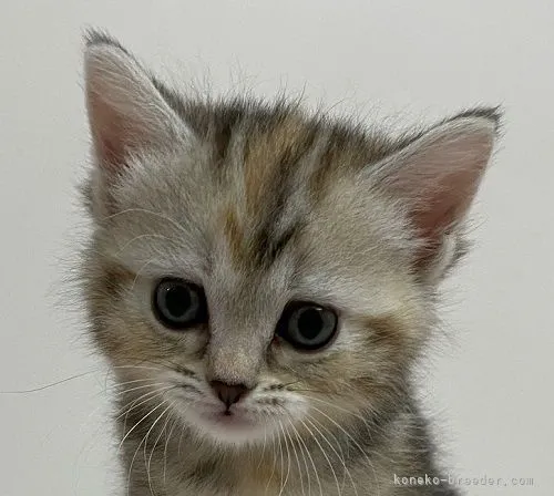 まっちゃん 様のお迎えした子猫