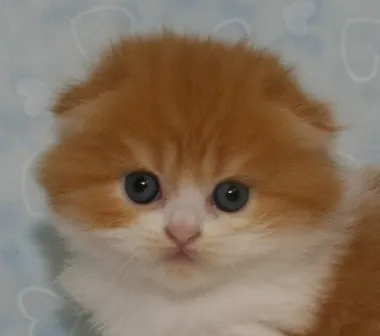 ID：1407-00071の子猫