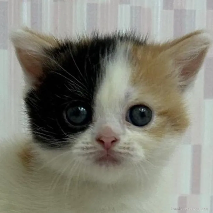 ID:2211-01780の子猫