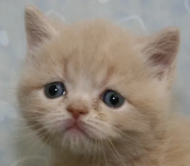 ID:1303-00165の子猫