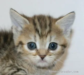 K.S 様のお迎えした子猫