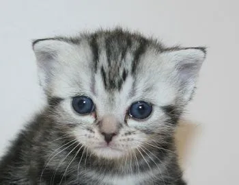 Pegasus 様のお迎えした子猫