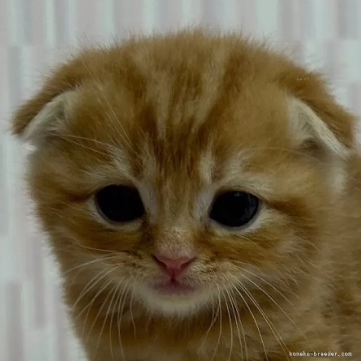 ID:2312-01631の子猫