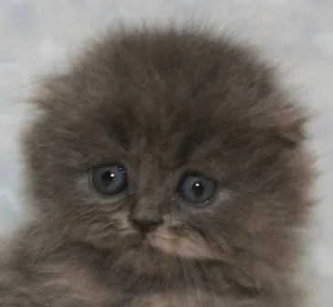 ID：1402-00187の子猫