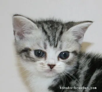 ちょことも 様のお迎えした子猫