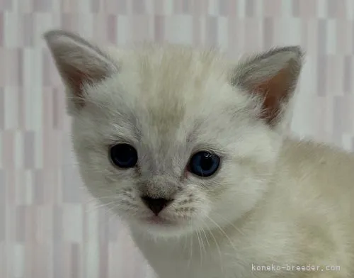 ID:2206-01377の子猫