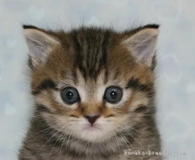 アム 様のお迎えした子猫