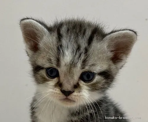 ジェラ 様のお迎えした子猫