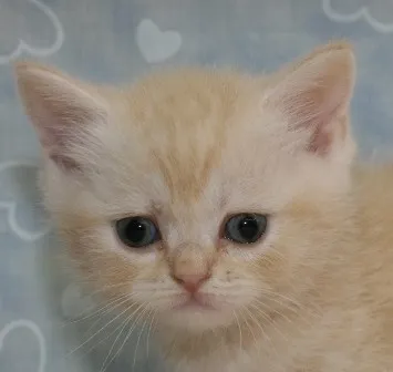 ID:1304-00257の子猫