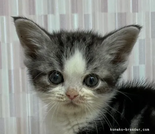 ID：2111-01302の子猫