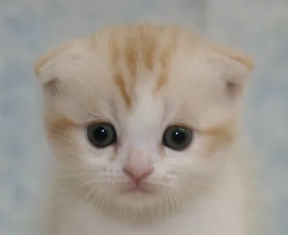 ID：1311-00054の子猫