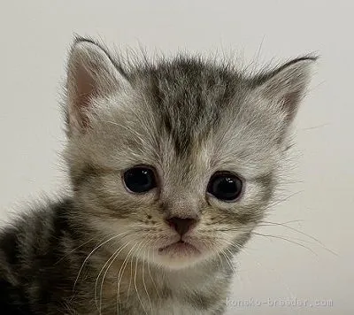 ID：2006-01027の子猫