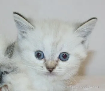 ID：1810-01553の子猫