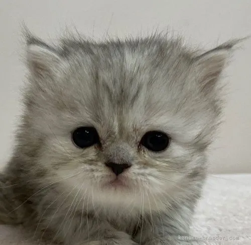 かお 様のお迎えした子猫