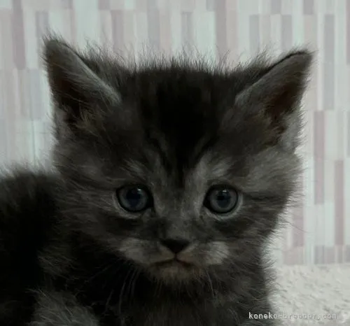 ID：2202-00414の子猫