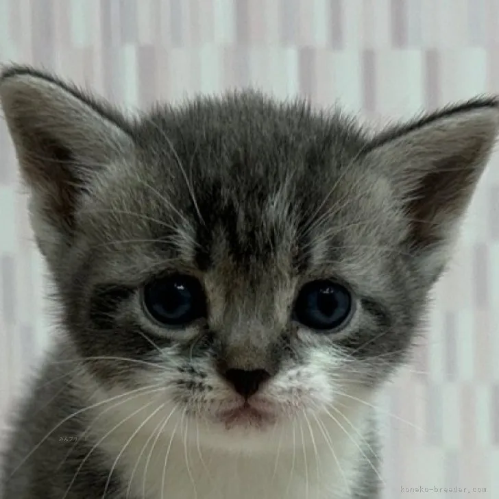 ID：2312-00626の子猫