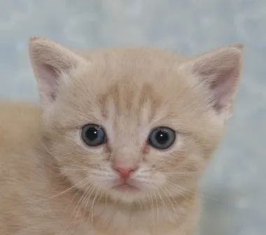 ID：1401-00195の子猫