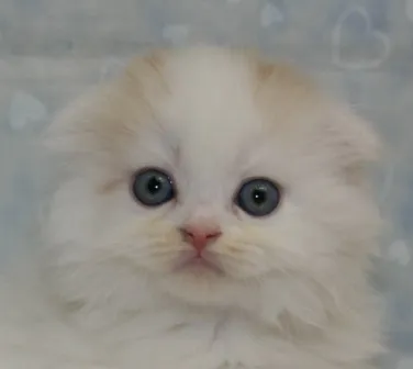 スコティッシュフォールド【千葉県・男の子・2013年8月6日・レッド&amp;ホワイト】の写真1