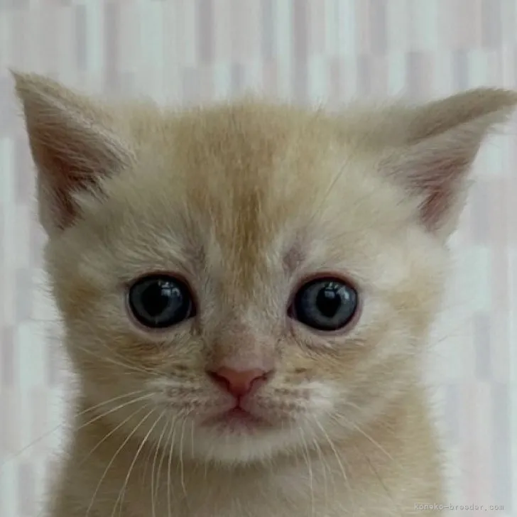 ID：2310-01262の子猫