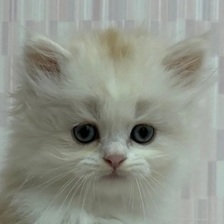 ID:2309-00475の子猫