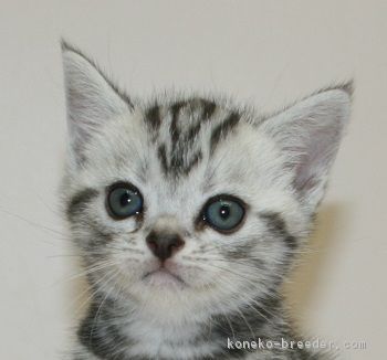 ID:1706-00885の子猫