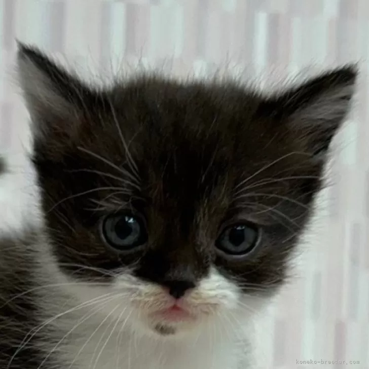 ID:2402-00861の子猫