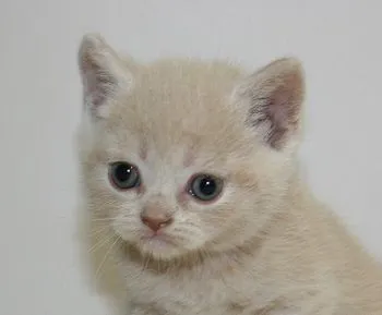 ID:1708-01036の子猫