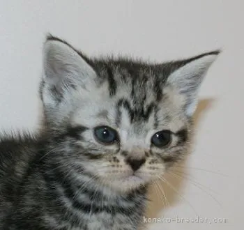 テツ 様のお迎えした子猫