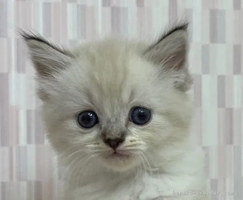 ID:2204-02195の子猫