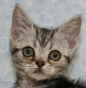 ID：1307-00367の子猫