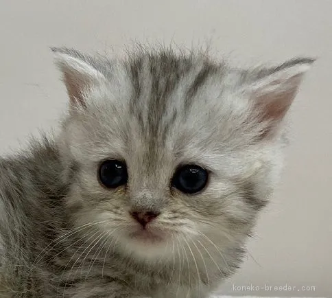 ID:2102-00403の子猫