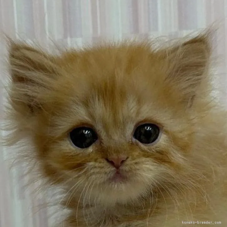ID:2209-01739の子猫